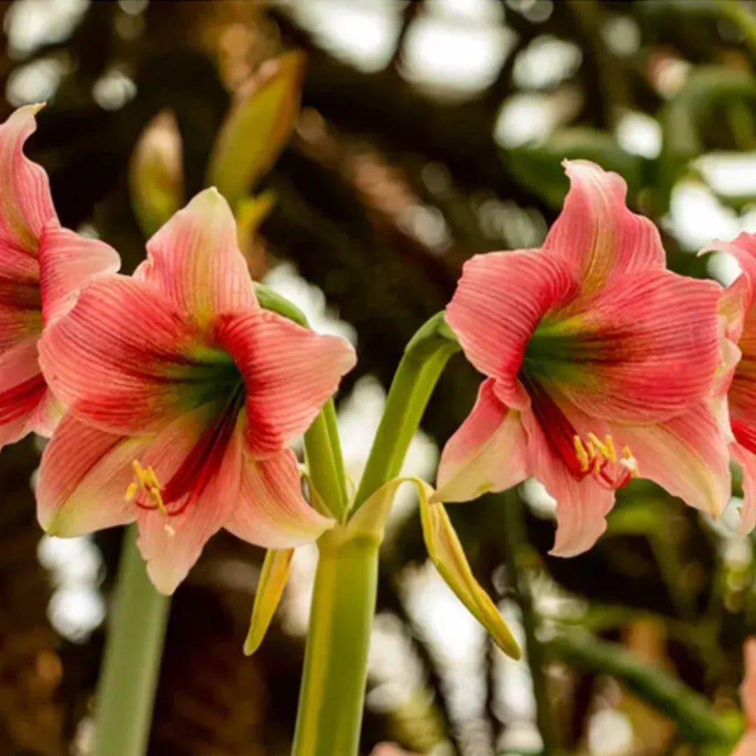 Buy Amaryllis Lily Plant Online at Lalitenterprise