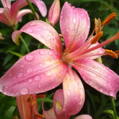 Buy Amaryllis Lily Plant Online at Lalitenterprise
