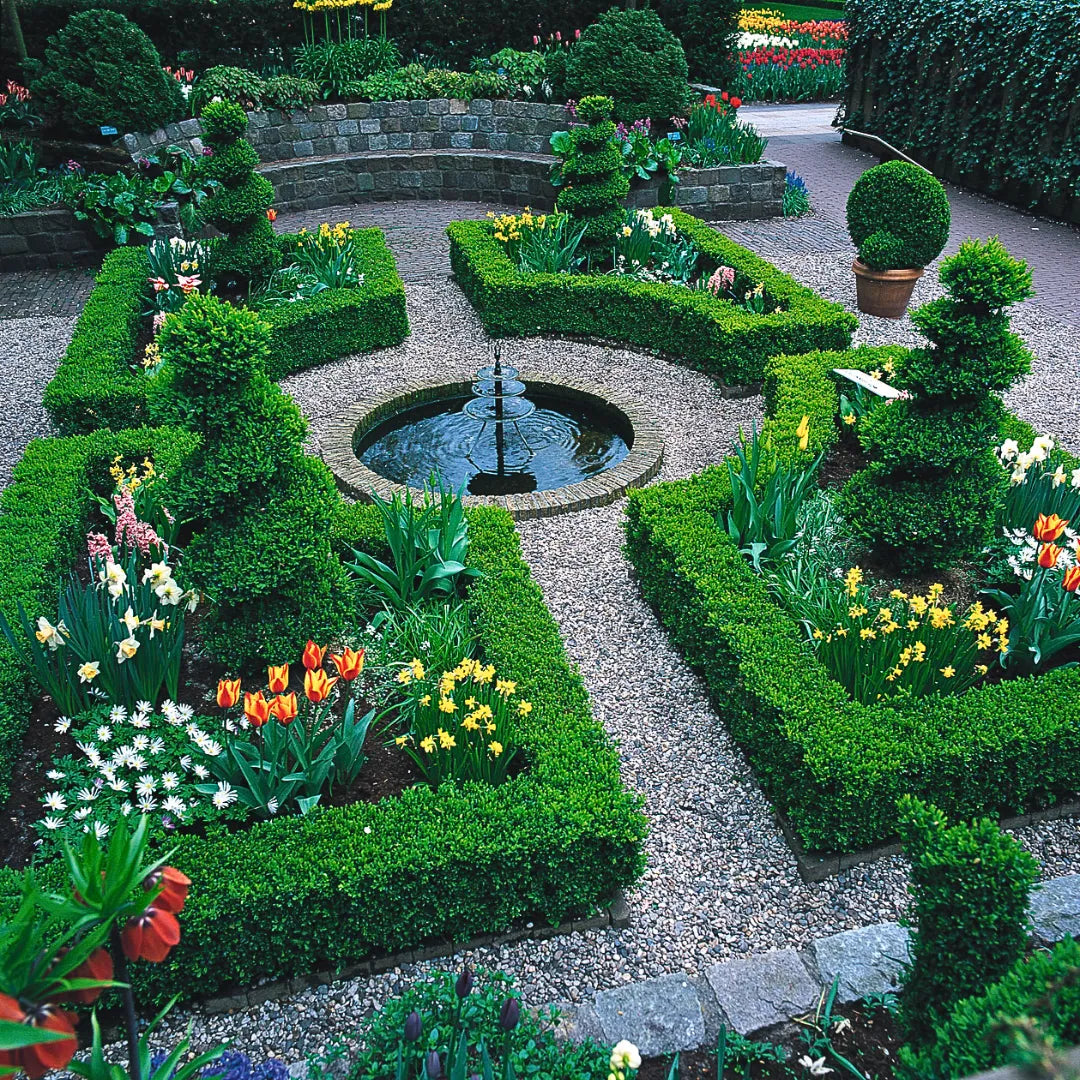Buy American Boxwood - Plant Online at Lalitenterprise