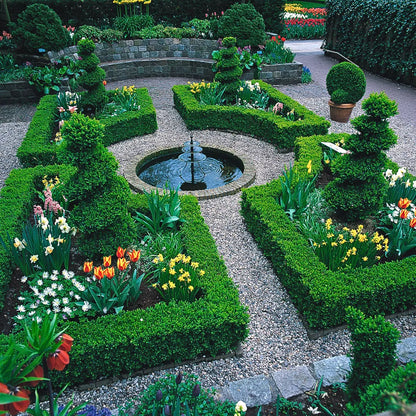Buy American Boxwood - Plant Online at Lalitenterprise