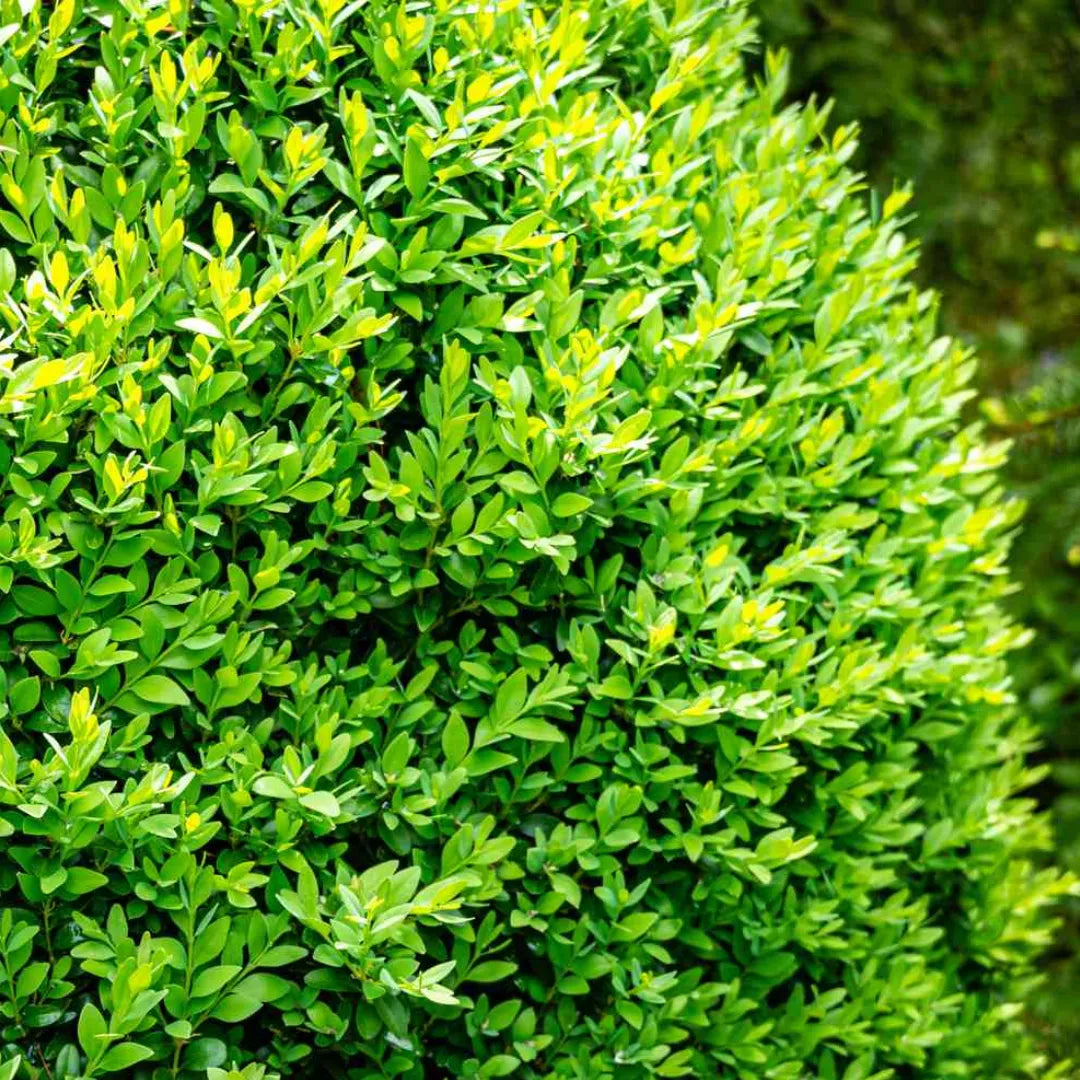 Buy American Boxwood (Buxus Sempervirens) - Plant Online at Lalitenterprise