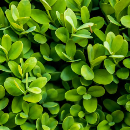 Buy American Boxwood (Buxus Sempervirens) - Plant Online at Lalitenterprise