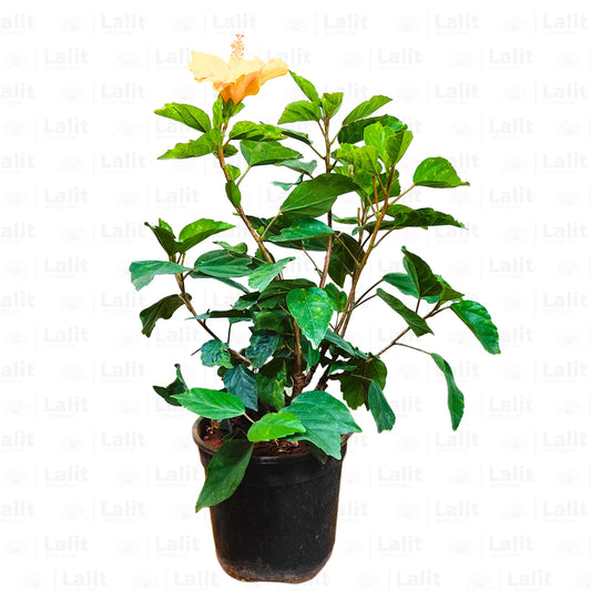 Buy American Hibiscus (Hibiscus Rosa-Sinensis) - Plant Online at Lalitenterprise