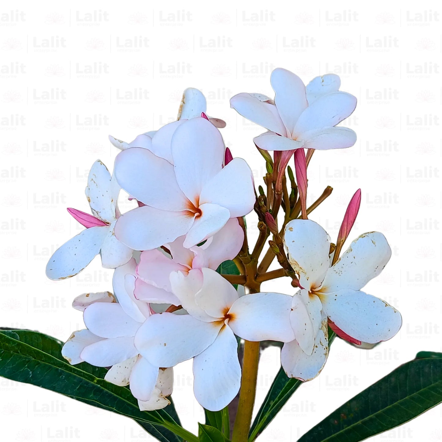 Buy American Plumeria - Plant Online at Lalitenterprise