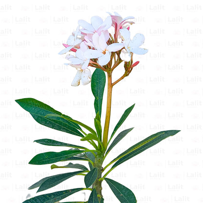 Buy American Plumeria - Plant Online at Lalitenterprise