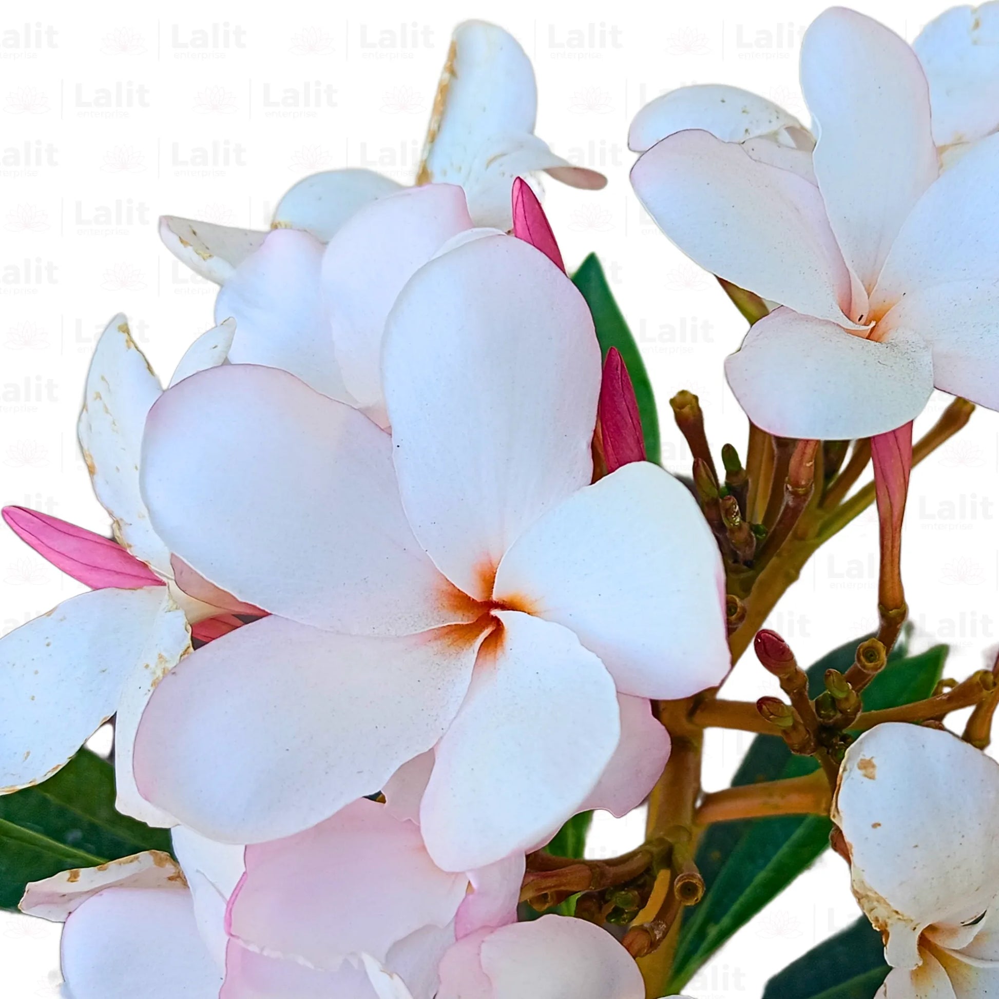 Buy American Plumeria - Plant Online at Lalitenterprise