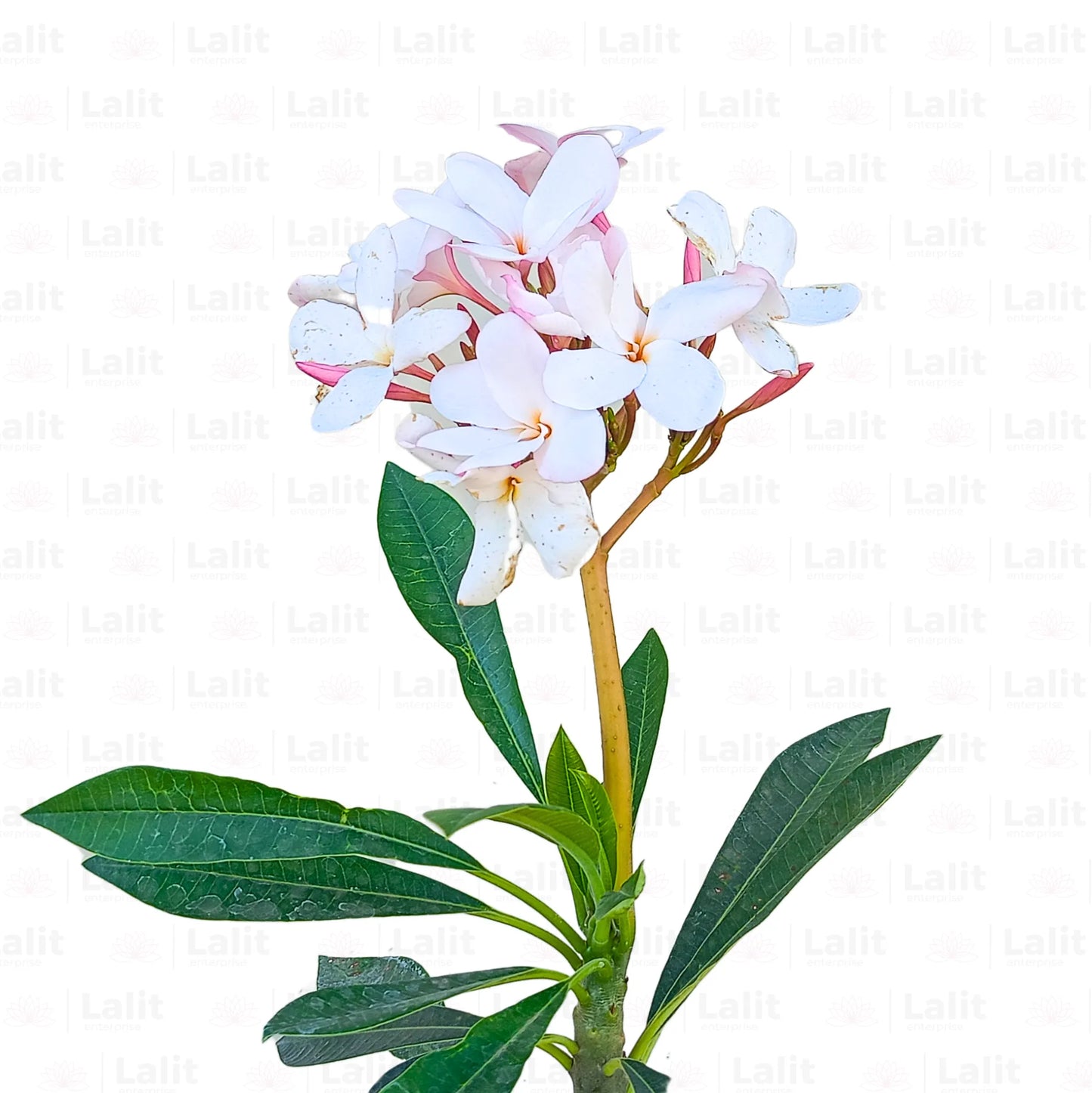 Buy American Plumeria - Plant Online at Lalitenterprise