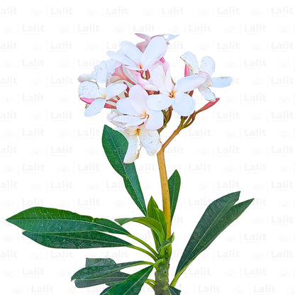 Buy American Plumeria - Plant Online at Lalitenterprise