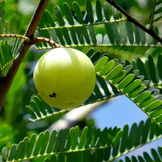 Amla (Phyllanthus Emblica) - Plant Online at Lalitenterprise