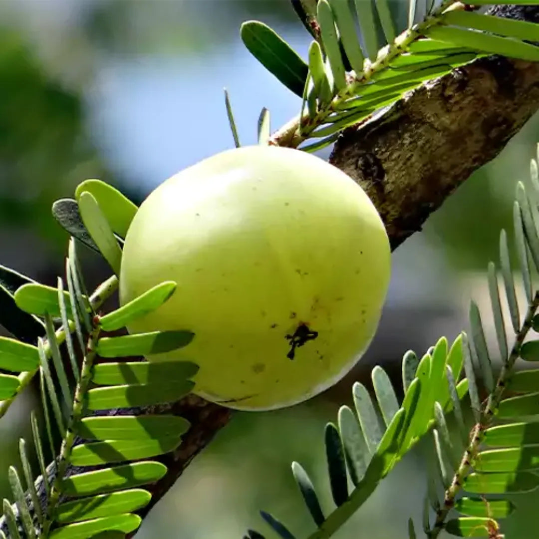 Phyllanthus Emblica - Plant Online at Lalitenterprise