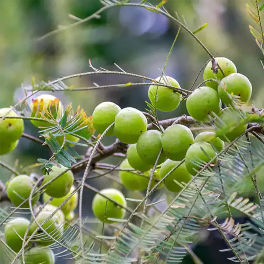 Amla Plant Online at Lalitenterprise