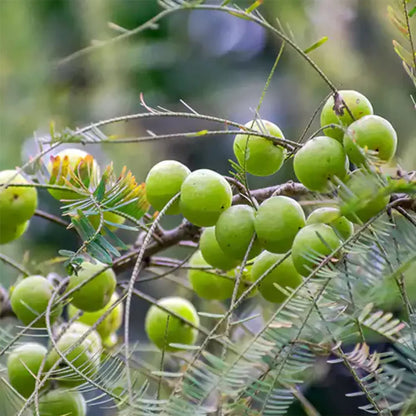 Amla Plant Online at Lalitenterprise