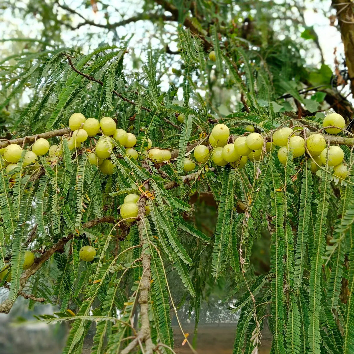 Buy Amla (Phyllanthus Emblica) "Gooseberry" - Plant Online at Lalitenterprise