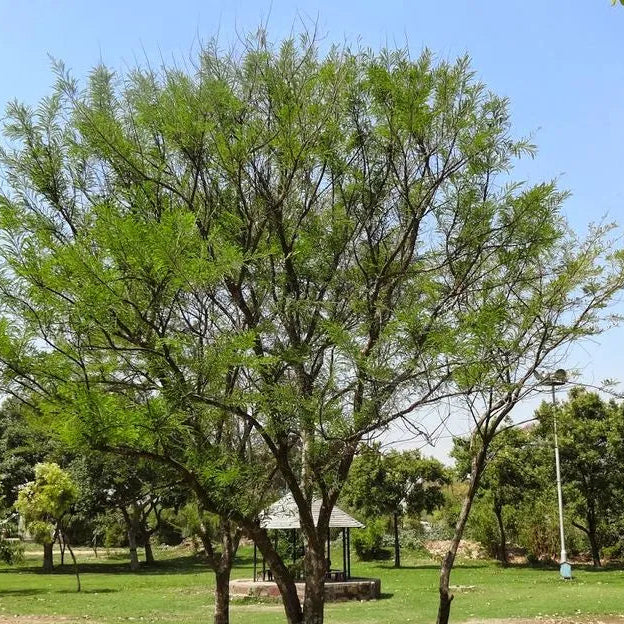 Buy Amla (Phyllanthus Emblica) "Gooseberry" - Plant Online at Lalitenterprise