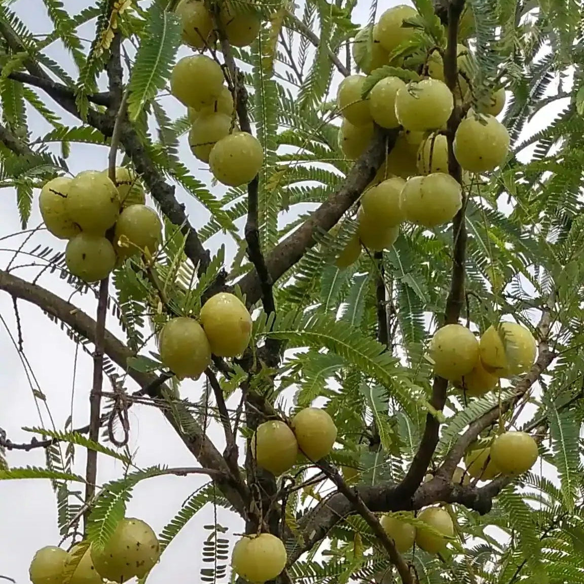 Buy Amla (Phyllanthus Emblica) "Gooseberry" - Plant Online at Lalitenterprise