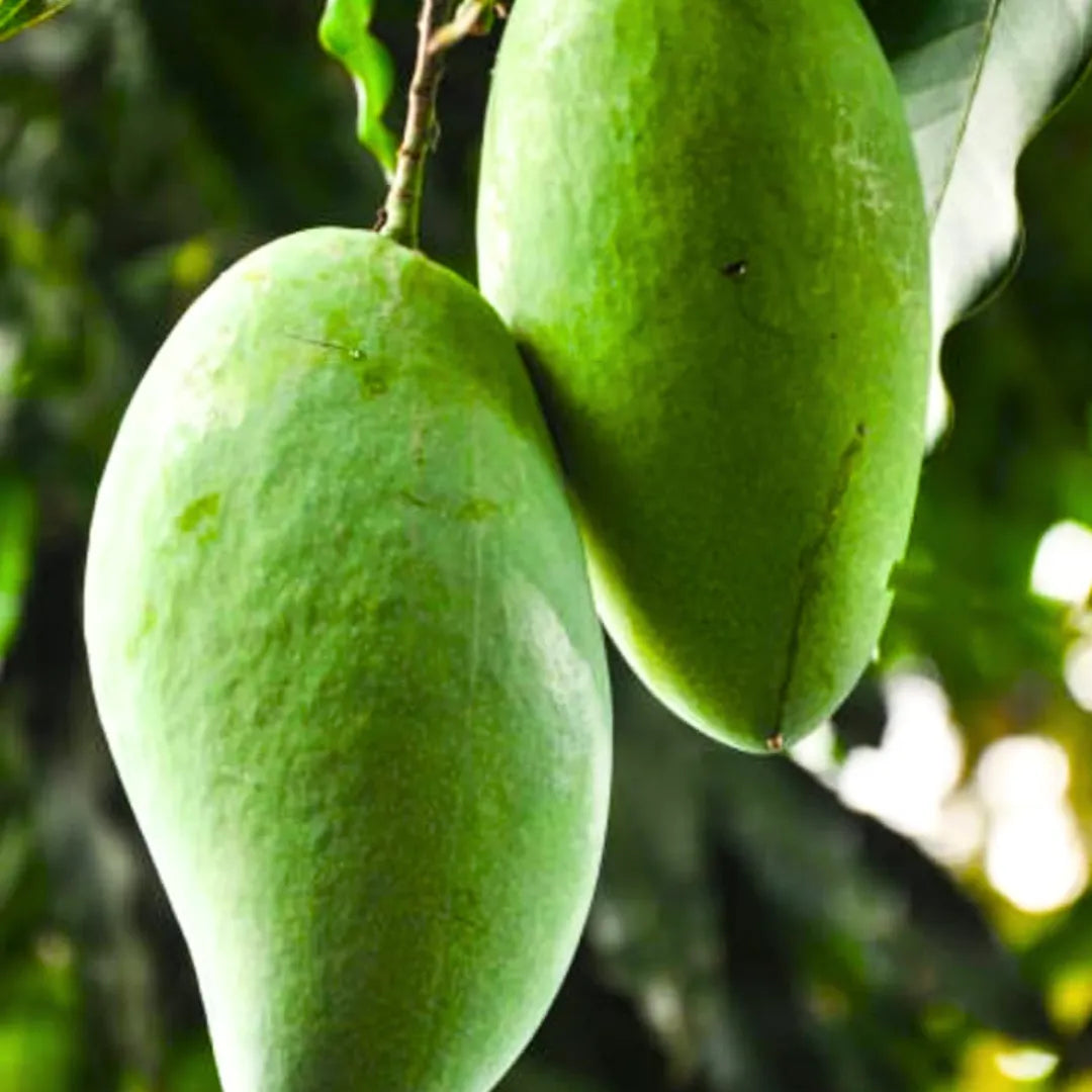 Buy Amrapali Mango "Grafted" - PlantOnline at Lalitenterprise