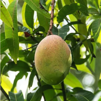 Buy Amrapali Mango "Grafted" - PlantOnline at Lalitenterprise