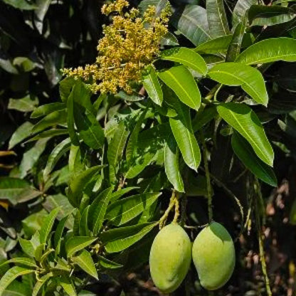 Buy Amrapali Mango "Grafted" - PlantOnline at Lalitenterprise