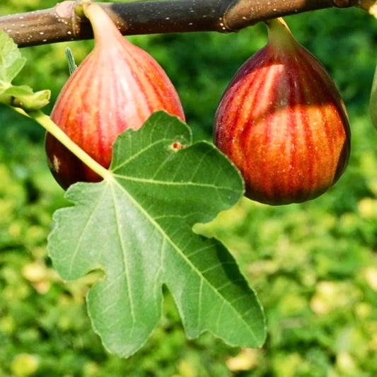 Buy Anjeer (Ficus Carica) "Common Fig" - Plant Online at Lalitenterprise