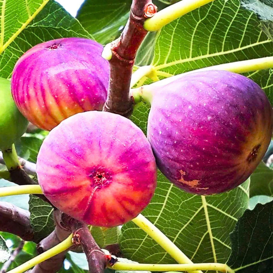 Buy Ficus Carica - Plant Online at Lalitenterprise