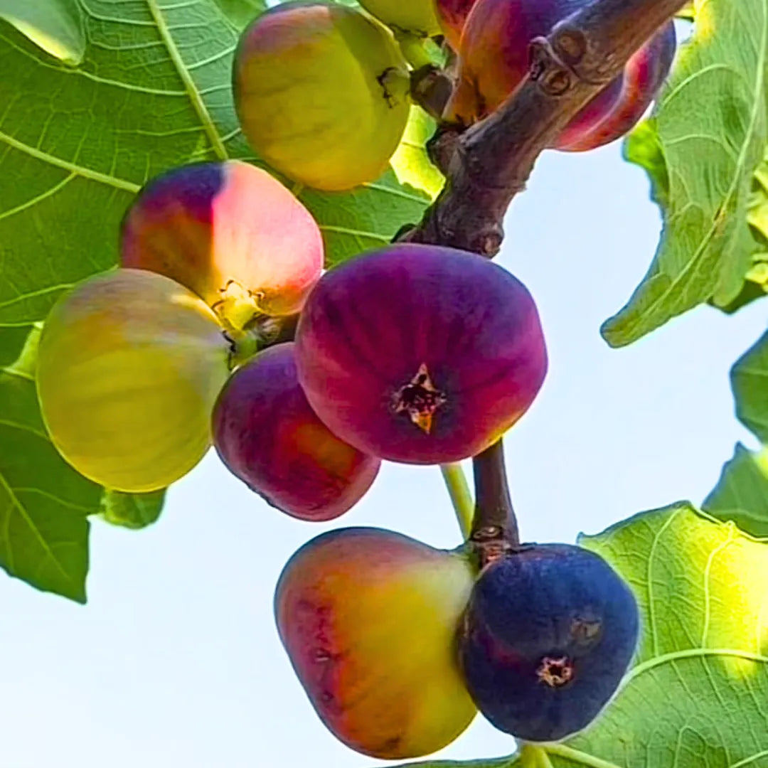 Buy Common Fig - Plant Online at Lalitenterprise