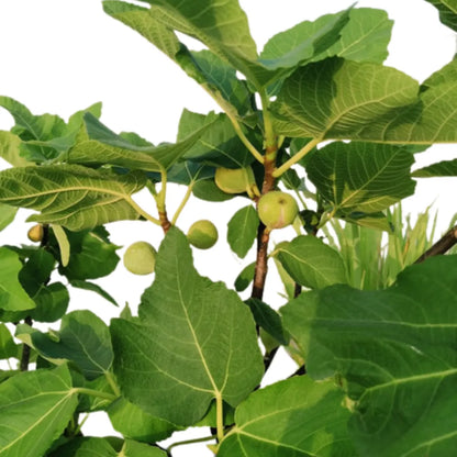 Buy Anjeer (Ficus Carica) "Common Fig" - Plant Online at Lalitenterprise