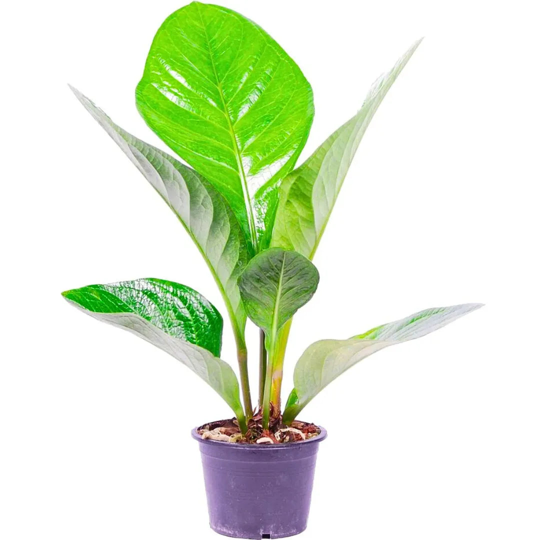 Buy Anthurium Jenmanii - Plant Online at Lalitenterprise