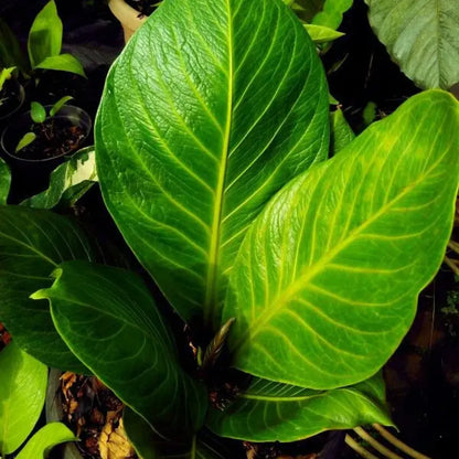 anthurium jenmanii common name Anthurium Jenmanii