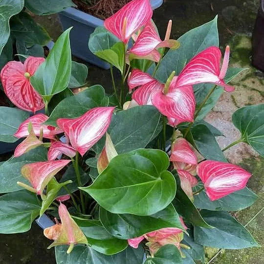 Buy Anthurium "Multicolor" - Plant Online at Lalitenterprise