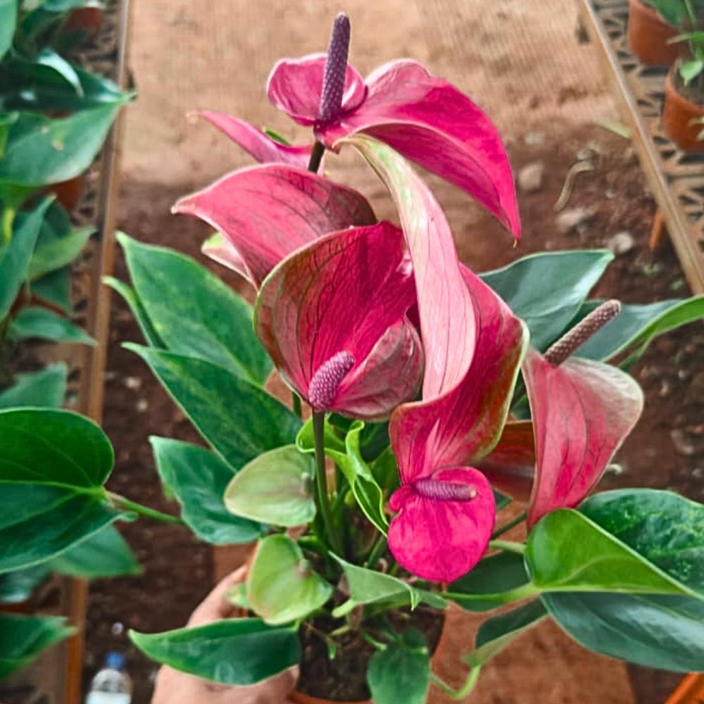 Buy Anthurium "Multicolor" - Plant Online at Lalitenterprise