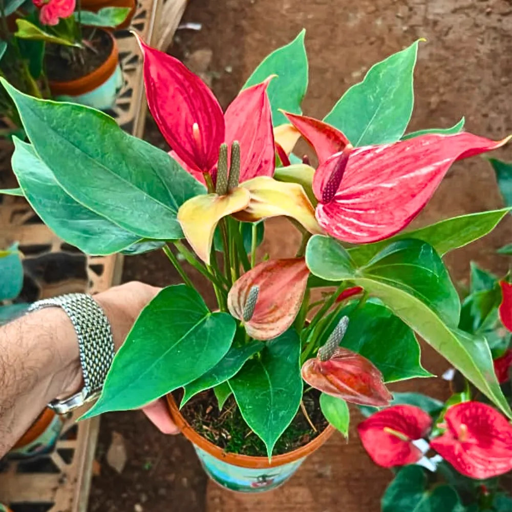Buy Anthurium "Multicolor" - Plant Online at Lalitenterprise