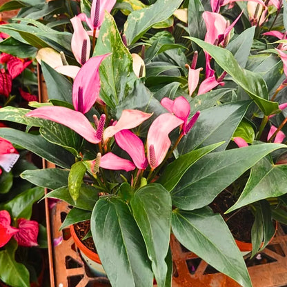 Buy Anthurium "Multicolor" - Plant Online at Lalitenterprise