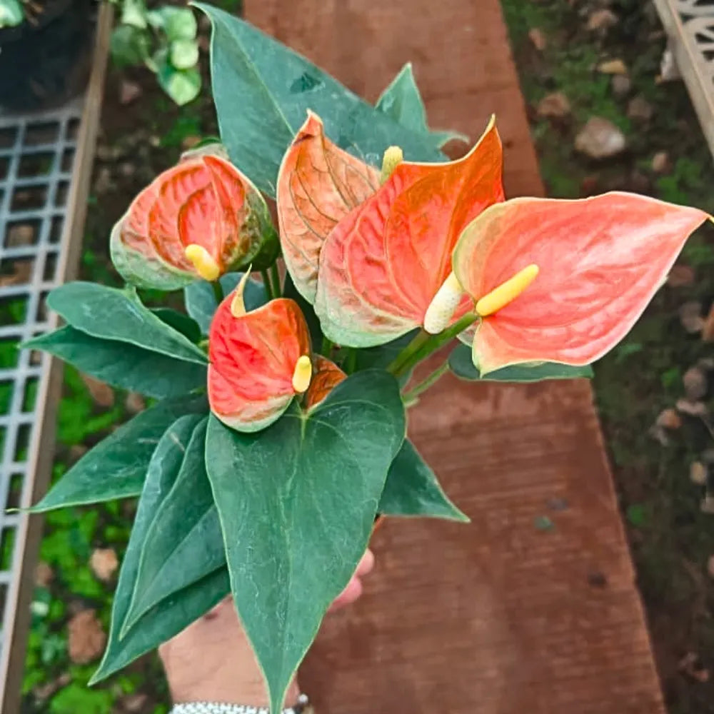Buy Anthurium "Multicolor" - Plant Online at Lalitenterprise