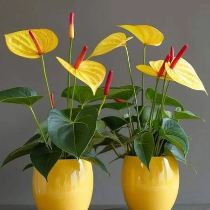 Buy Anthurium Painter's Palette (Yellow) - Plant Online at Lalitenterprise