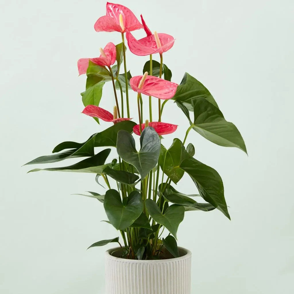 Buy Anthurium Painter's Palette (Pink) - Plant Online at Lalitenterprise