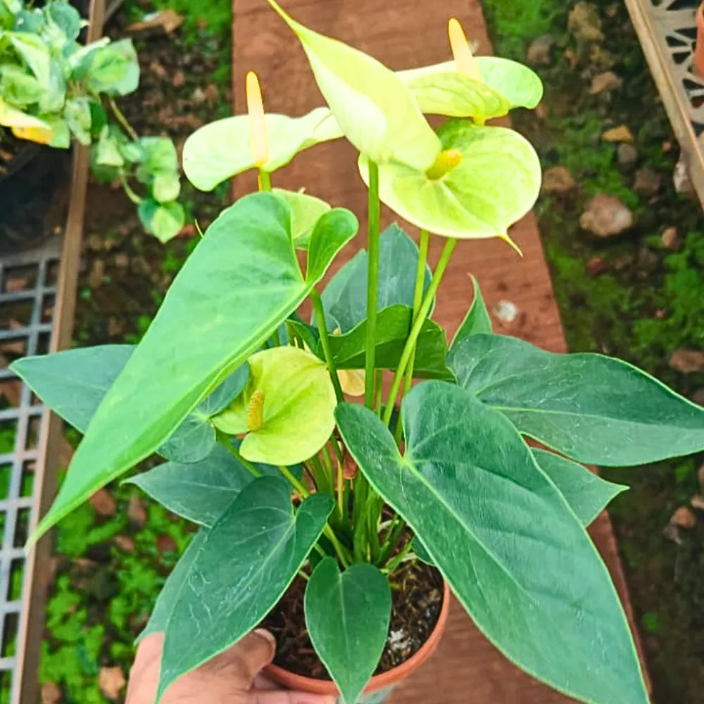 Buy Anthurium Painter's Palette (Yellow) - Plant Online at Lalitenterprise