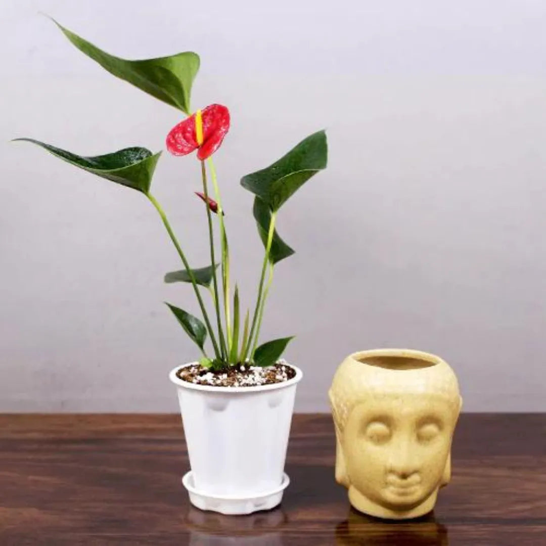 painter's palette plant indoor Buy Anthurium painteres palette Red / White / Brown Plants – Lalit Enterprise