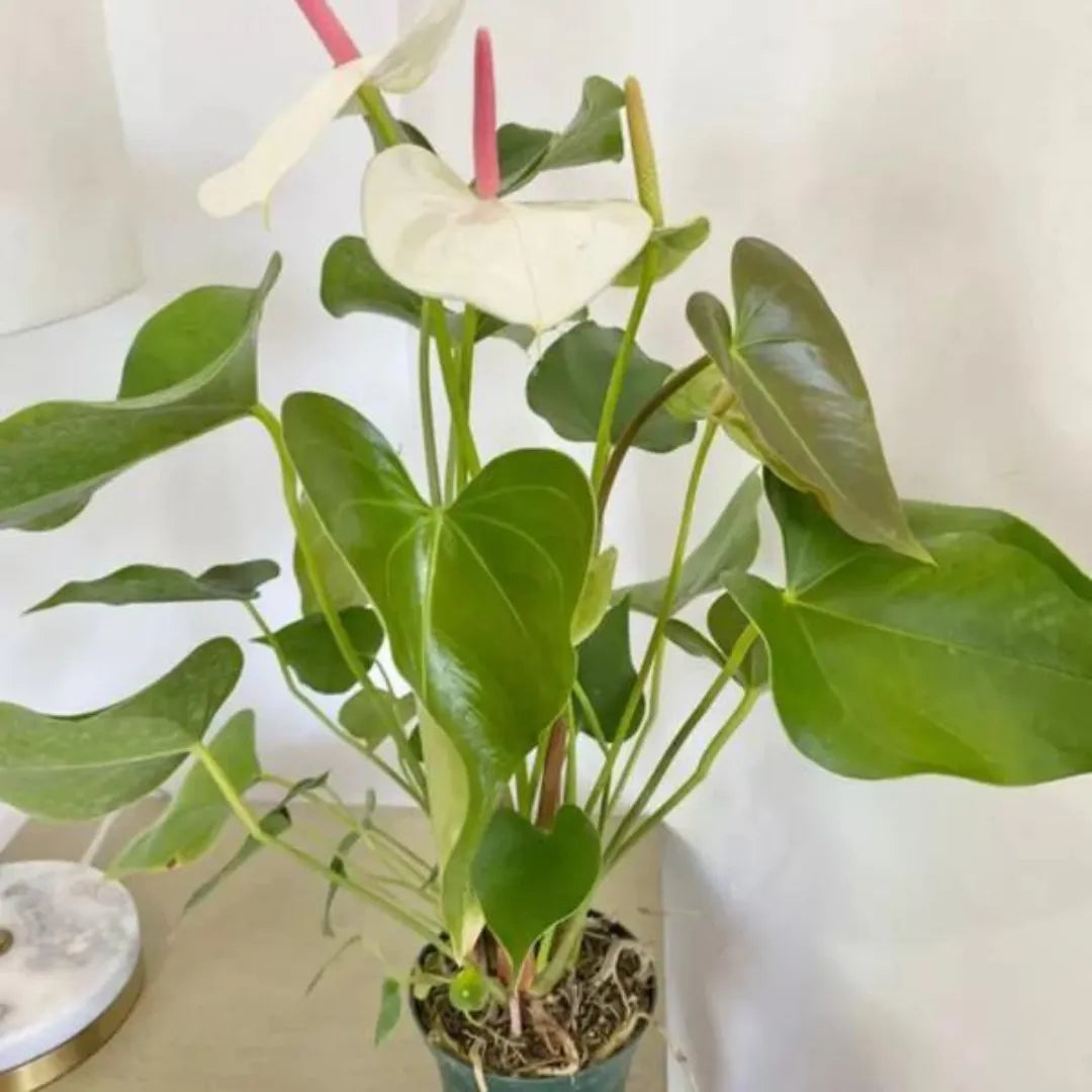 Anthurium painteres palette ( White )