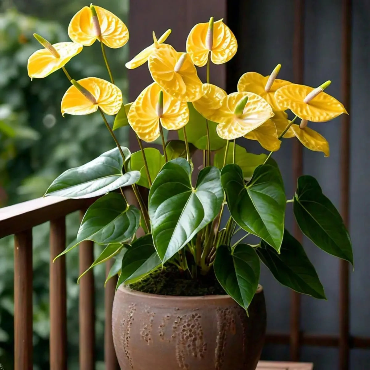 Buy Anthurium Painter's Palette (Yellow) - Plant Online at Lalitenterprise