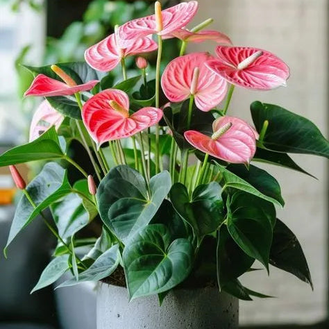 Buy Anthurium Painter's Palette (Pink) - Plant Online at Lalitenterprise