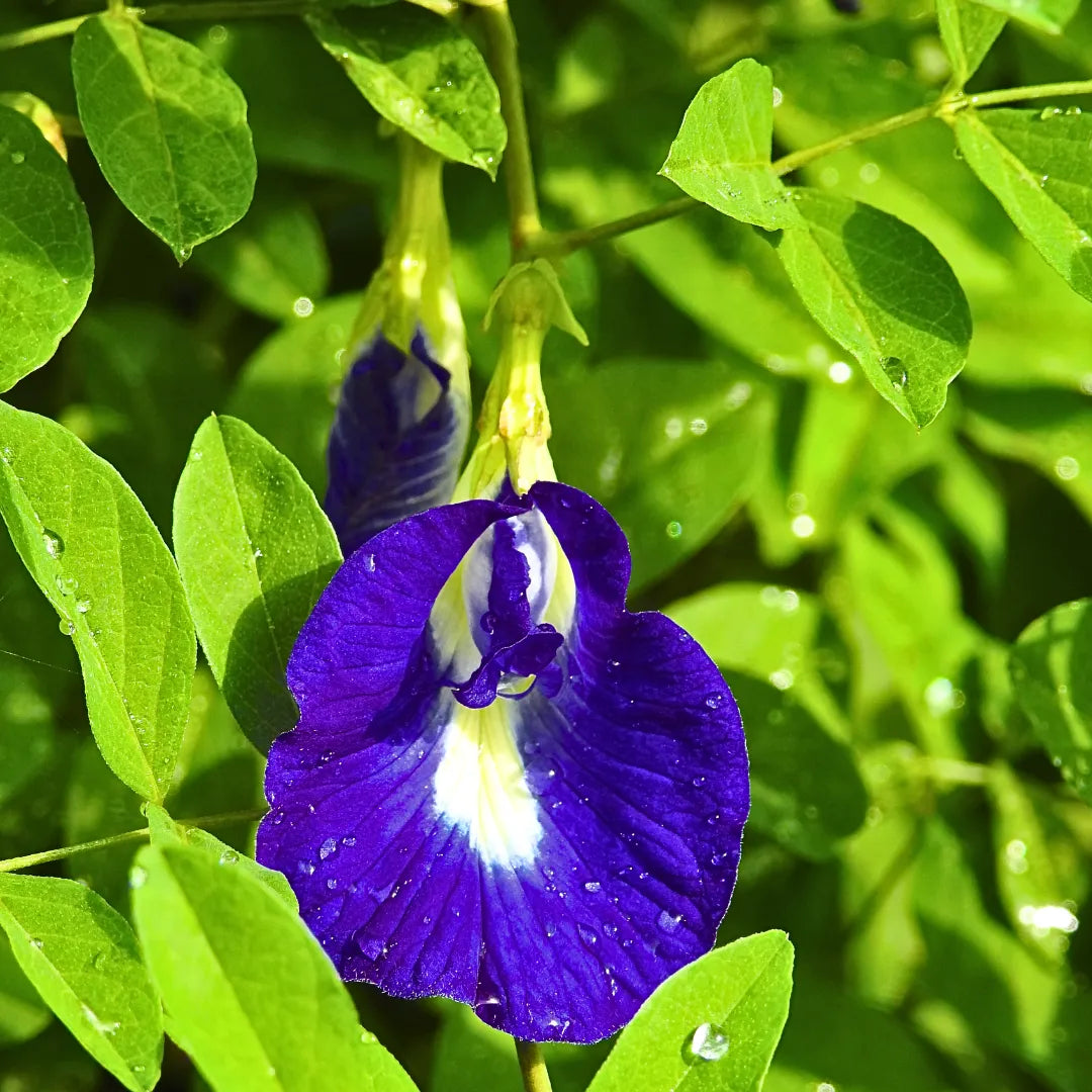 Buy Aparajita Blue (Clitoria Ternatea) "Gokarna" - Plant Online at Lalitenterprise
