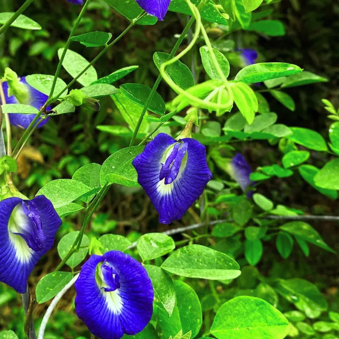 gokarna plant seeds Aparajita Blue (Clitoria Ternatea) "Gokarna"