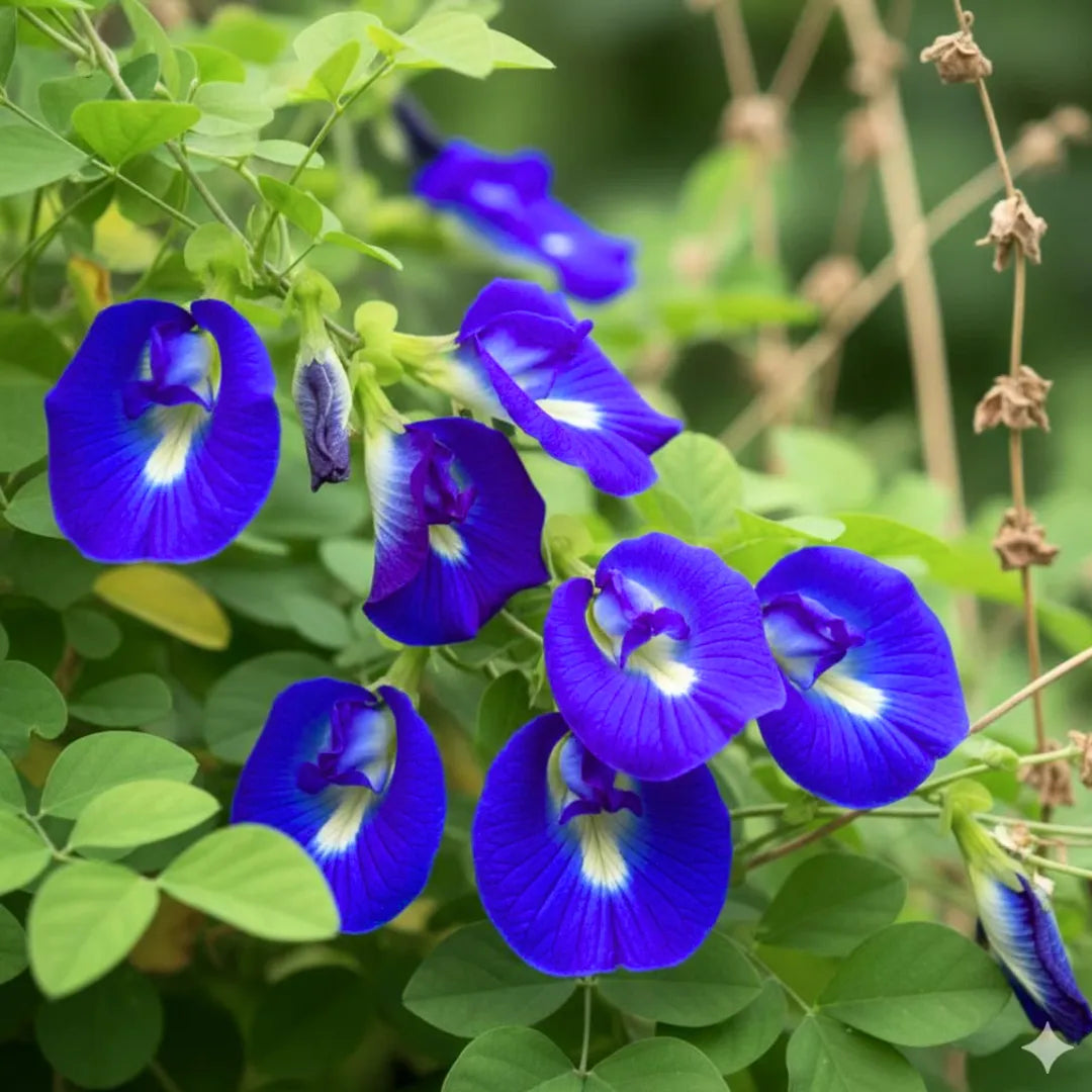 Buy Aparajita Blue "Gokarna" - Plant Online at Lalitenterprise