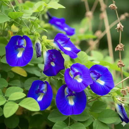 Buy Aparajita Blue "Gokarna" - Plant Online at Lalitenterprise