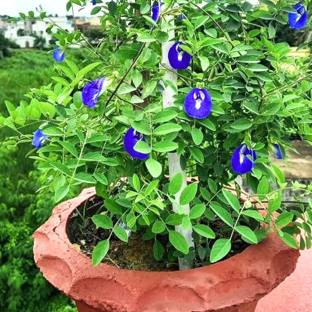 gokarna flower seeds Aparajita Blue (Clitoria Ternatea) "Gokarna"