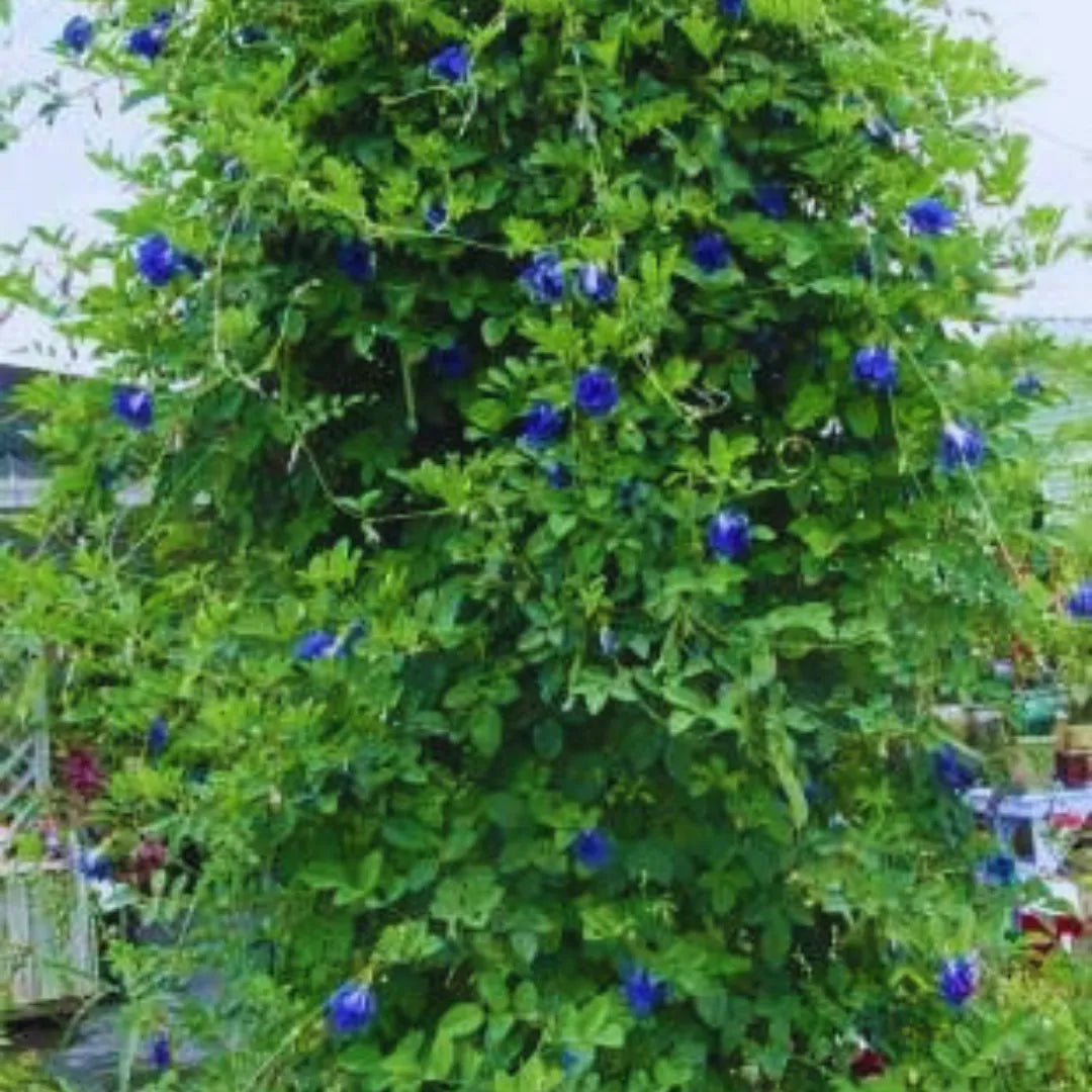Buy Aparajita Blue "Gokarna" - Plant Online at Lalitenterprise