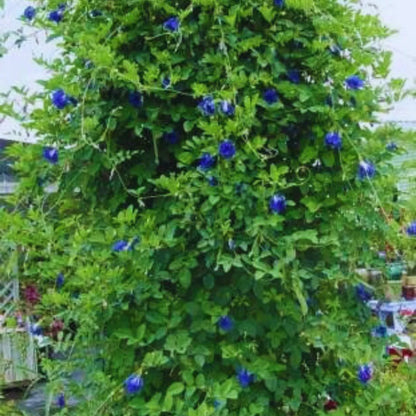 Buy Aparajita Blue "Gokarna" - Plant Online at Lalitenterprise