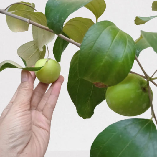 Buy Apple Ber (Ziziphus Mauritiana) "Indian Jujube" - Plant  Online a Lalitenterprise