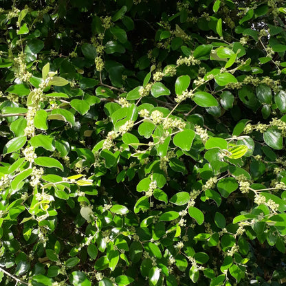 Buy Apple Be Ziziphus Mauritiana - Plant Online a Lalitenterprise
