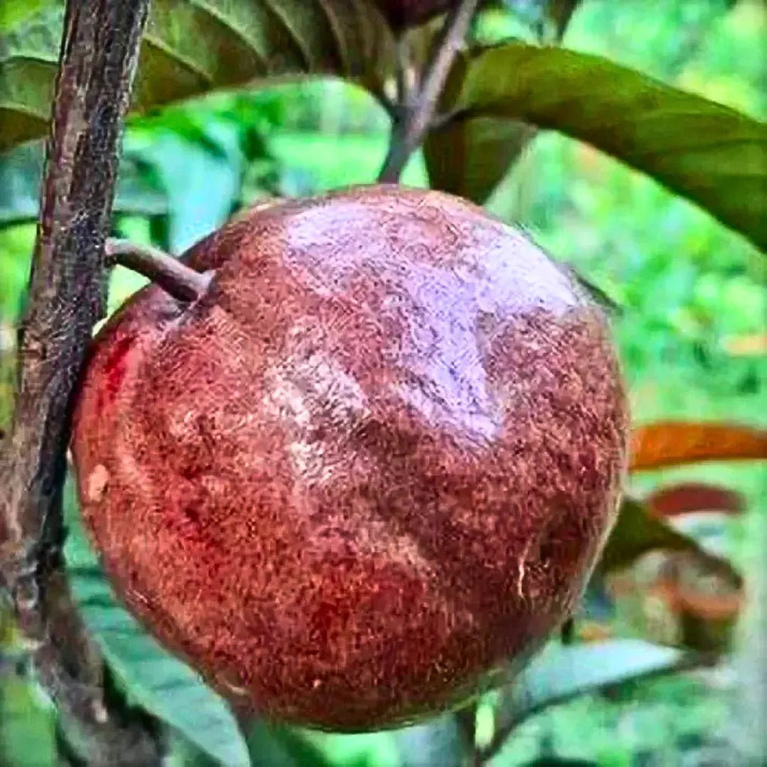 Buy Apple Cross Guava (Psidium Guajava) - Plant Online at Lalitenterprise